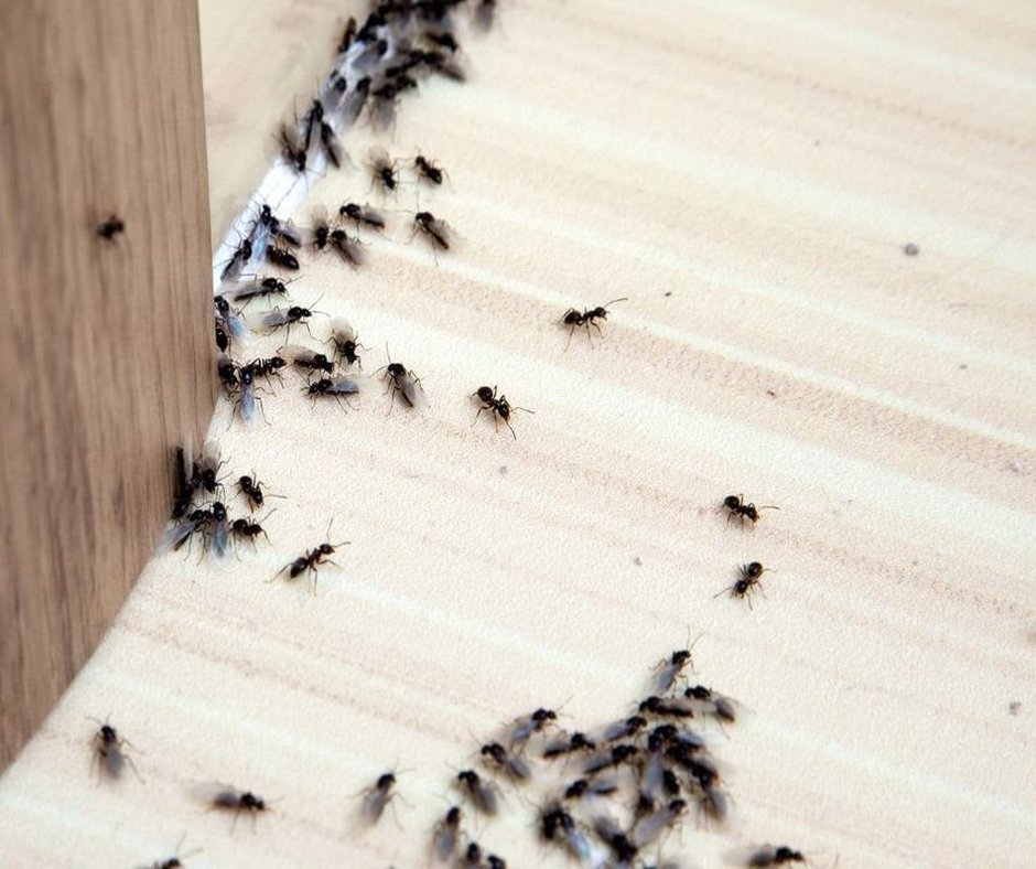 Professionelle Schimmelsanierung